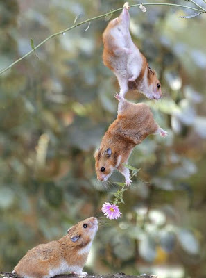 imagenes-graciosas-animales.jpg