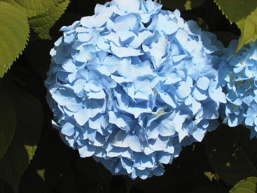 imagenes-hortensias-g.jpg