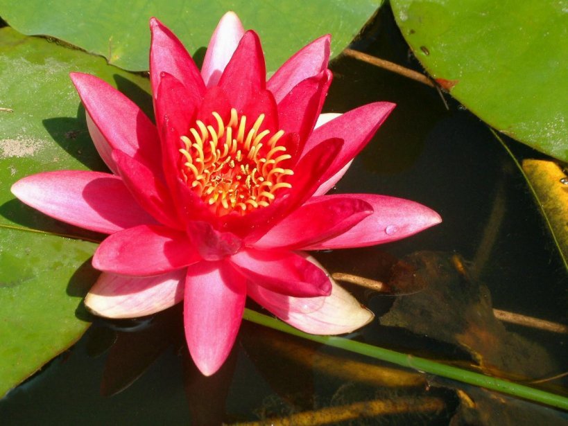 imagenes-nenufar-g.jpg