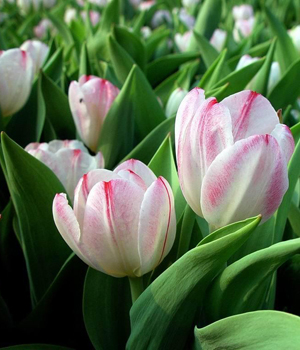 imagenes-tulipanes-primavera-p.jpg