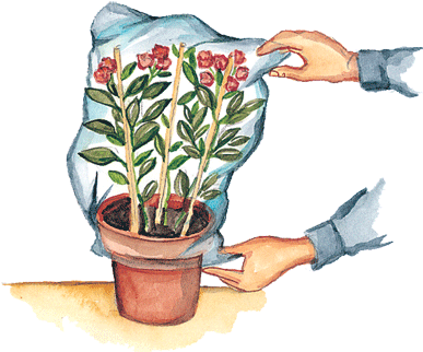imagenes_Consejos-plantas-4_7ae20c9b.gif