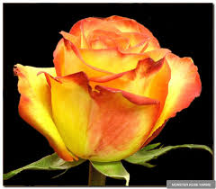 images?q=tbn:ANd9GcRRDQPMDaSIospq6XsrKhT5n3Fkhtlg3B8hl7fiVnVBLspZped_jQ.jpg