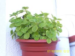images?q=tbn:ANd9GcT0pqKdEetjuXVliFUWeW59Q0jE26PbOxLPiKDV2YzQ7GMgGXHe.jpg