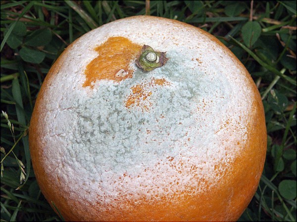 imd9.jpg