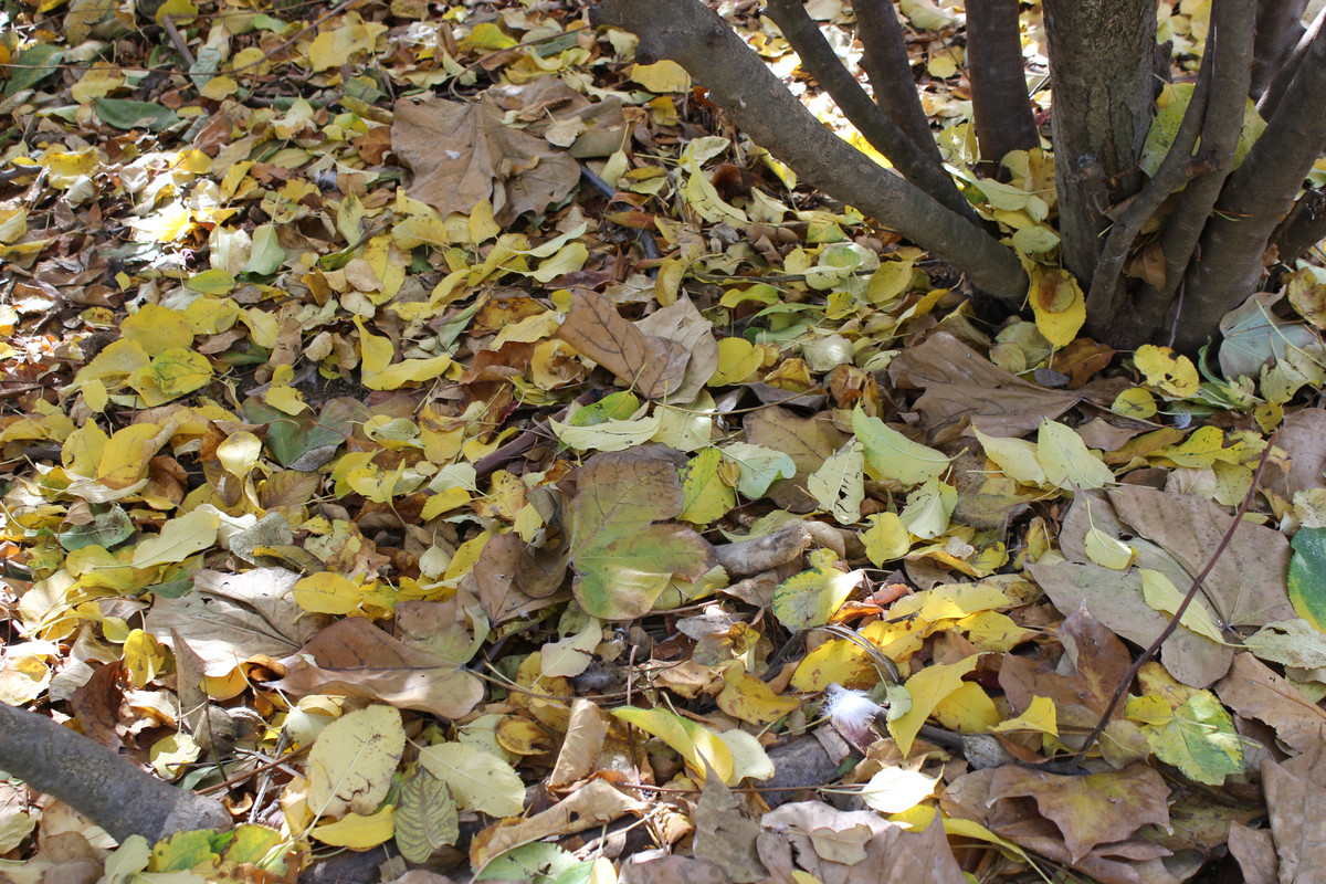 IMG-0224.jpg