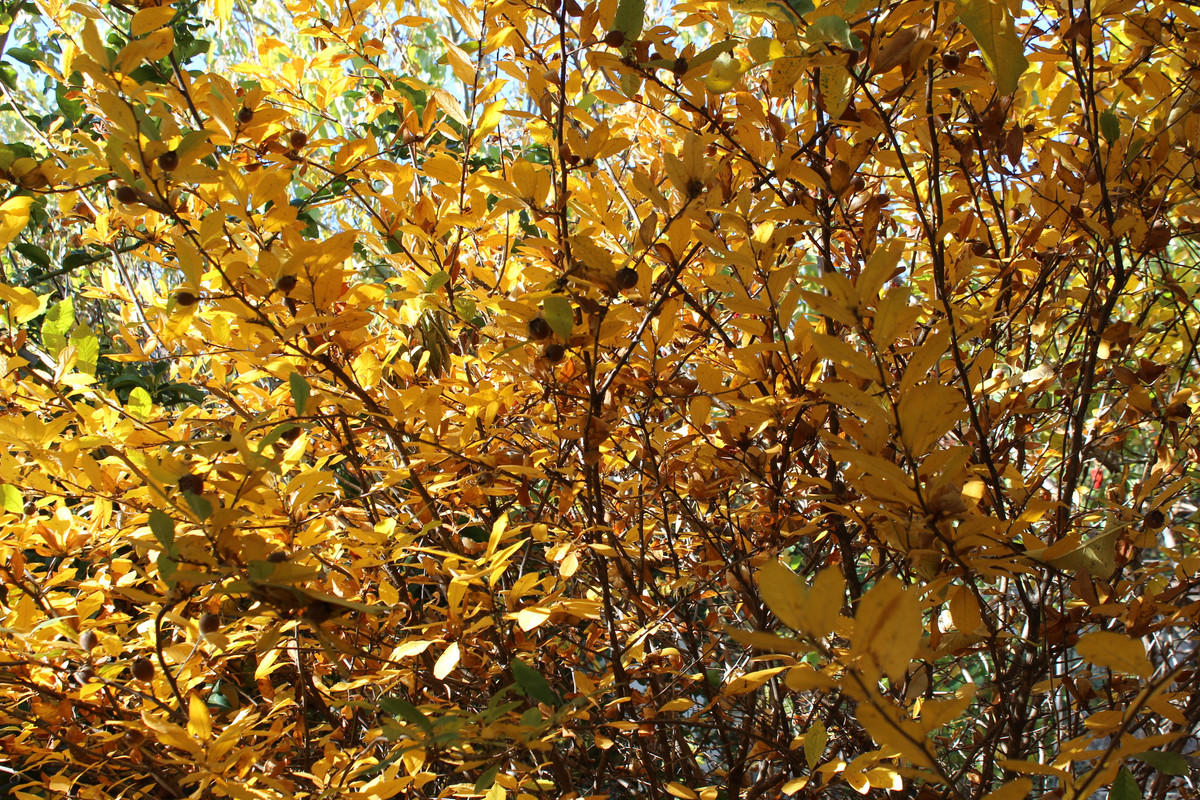IMG-0227.jpg