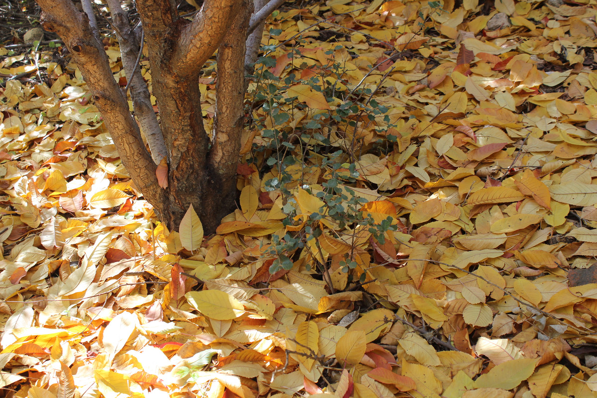 IMG-0228.jpg