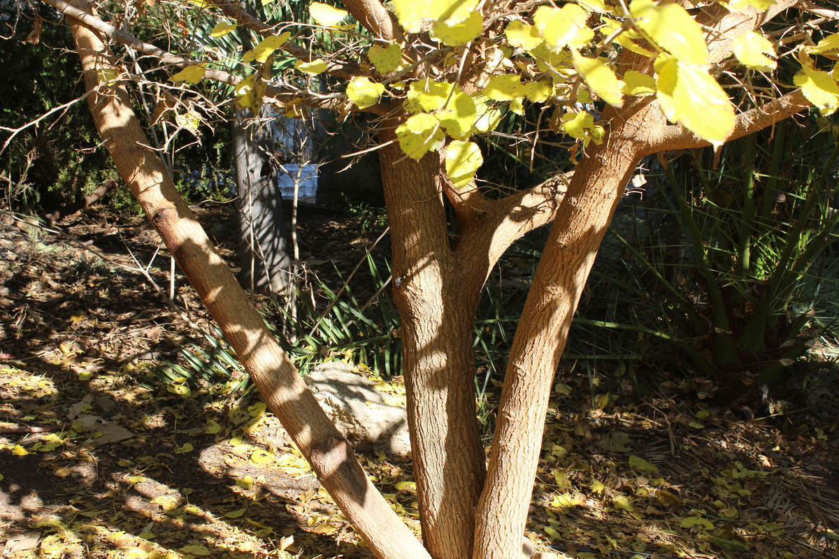 IMG-0273.jpg