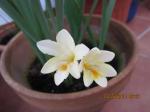 img-0421-27963.JPG
