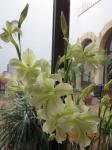 img-0427-27960.JPG
