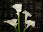 img-0576-36872.JPG