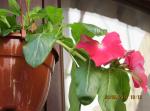 img-0738-52057.JPG