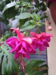 img-0743-52055.JPG
