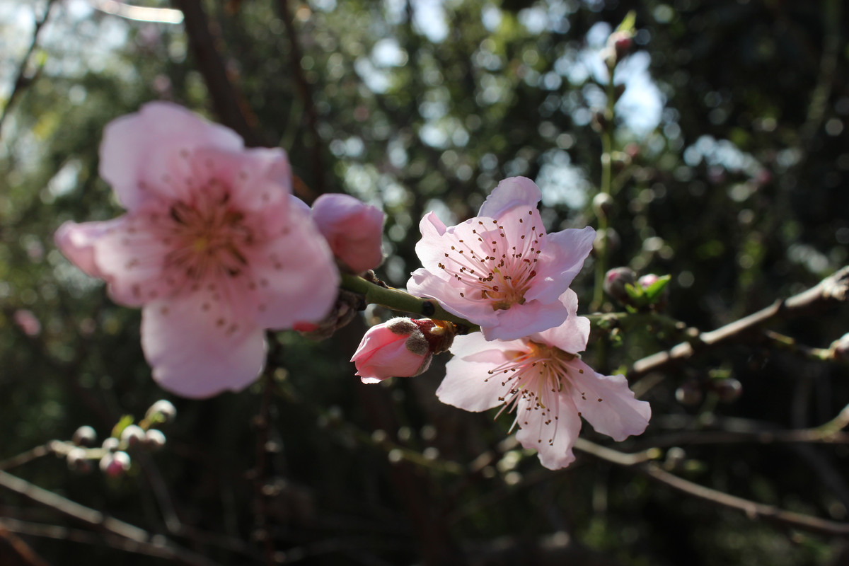 IMG-1335.jpg