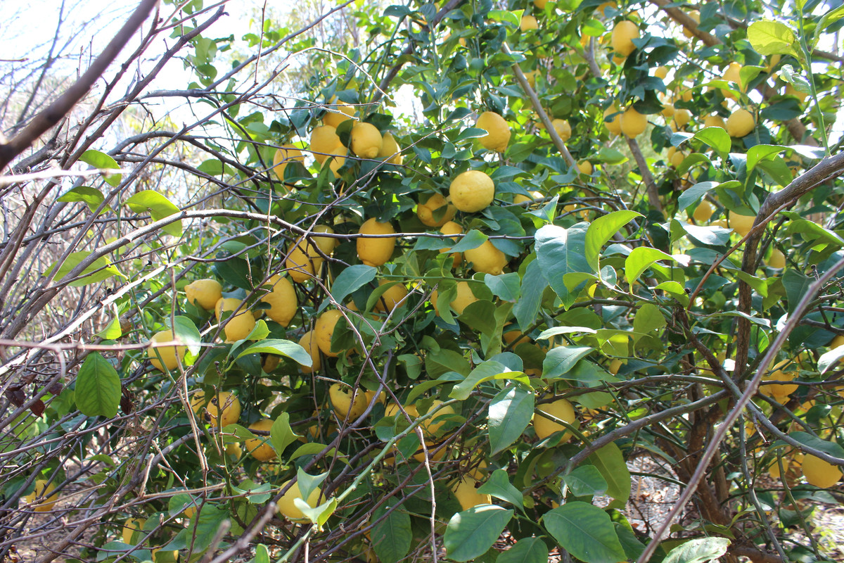 IMG-1339.jpg
