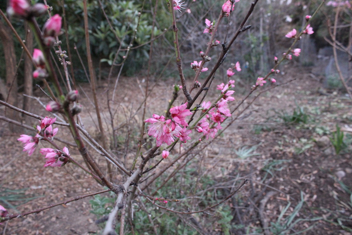 IMG-1675.jpg