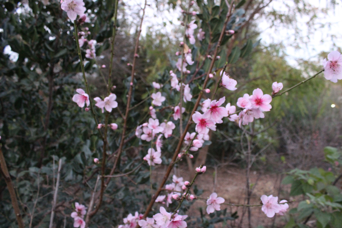 IMG-1676.jpg