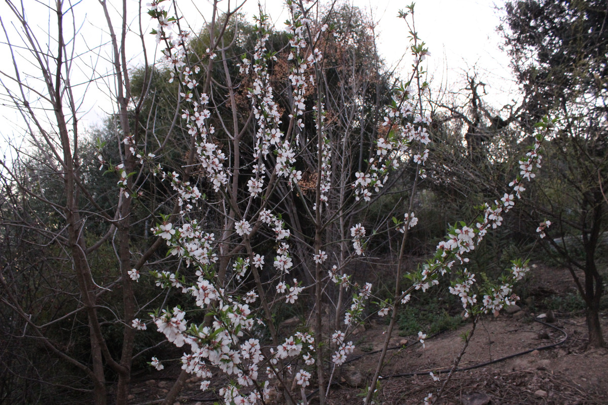 IMG-1678.jpg
