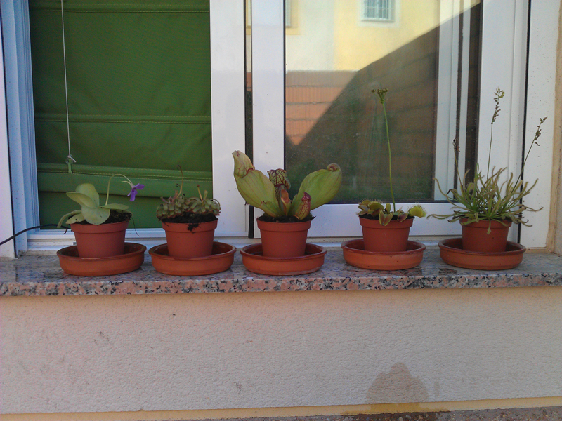IMG-20121003-123938.jpg