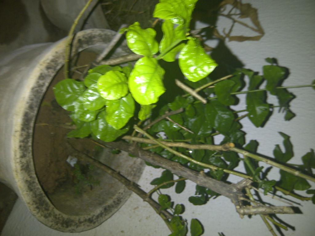IMG-20121123-00093_zpsc76d69cb.jpg