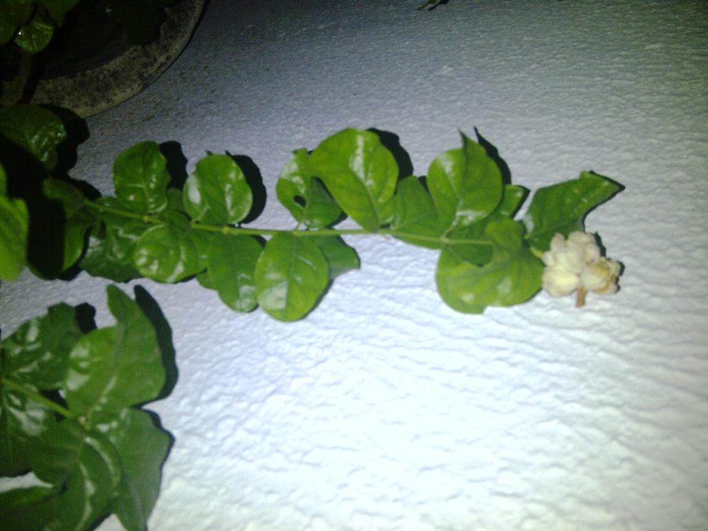 IMG-20121123-00094_zps72378119.jpg