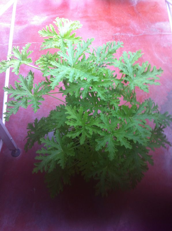 IMG-20130124-WA0054_zps825b6372.jpg