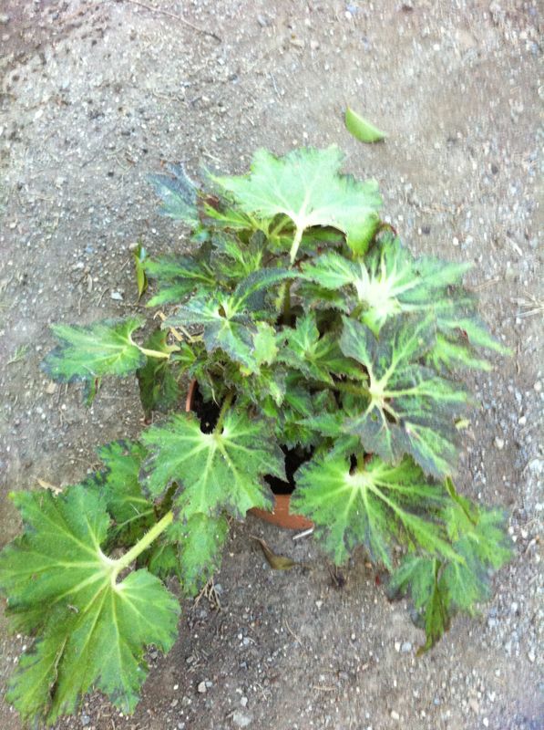 IMG-20130201-WA0017_zps270c5133.jpg