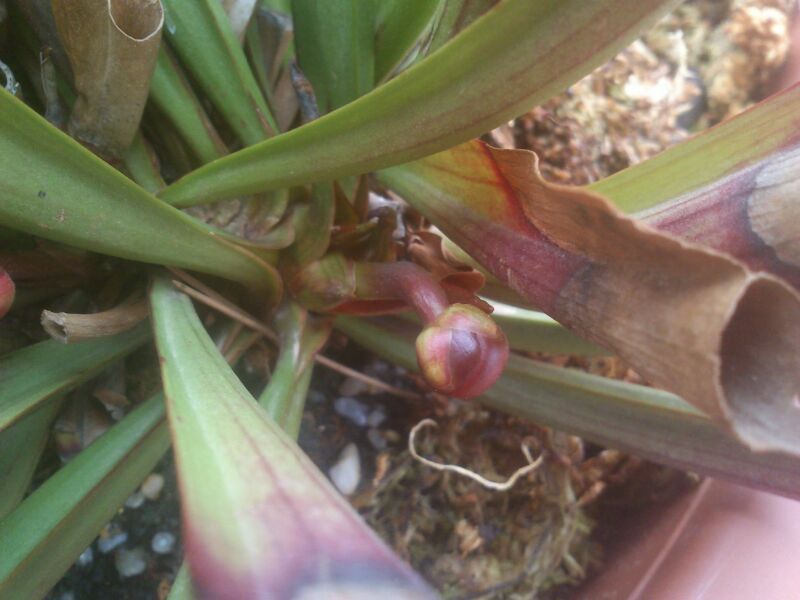 IMG-20130317-WA0006_zps94875722.jpg