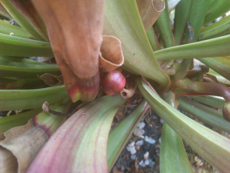 IMG-20130317-WA0009_zpsf0553952.jpg