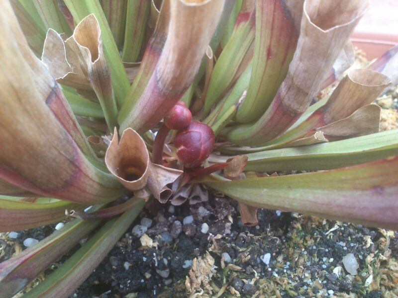 IMG-20130317-WA0010_zps3e60580f.jpg