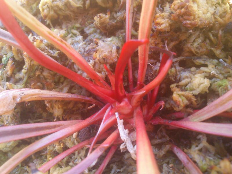 IMG-20130322-WA0005_zpsebc24467.jpg