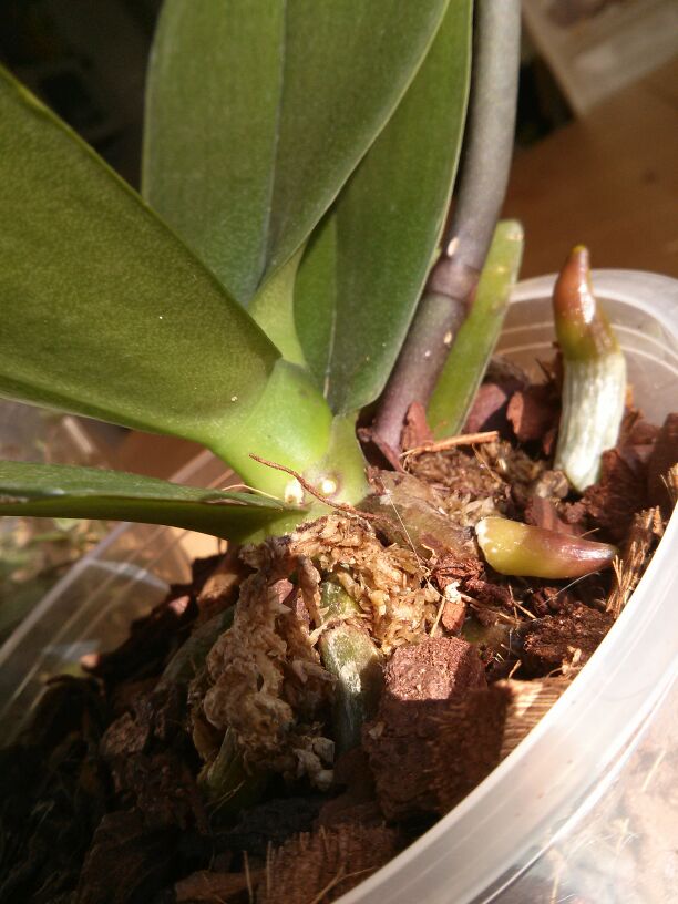 IMG-20130405-WA0007.jpg