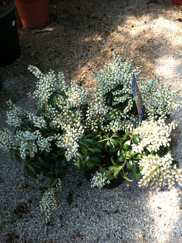IMG-20130413-WA0049_zps4a6c1b60.jpg
