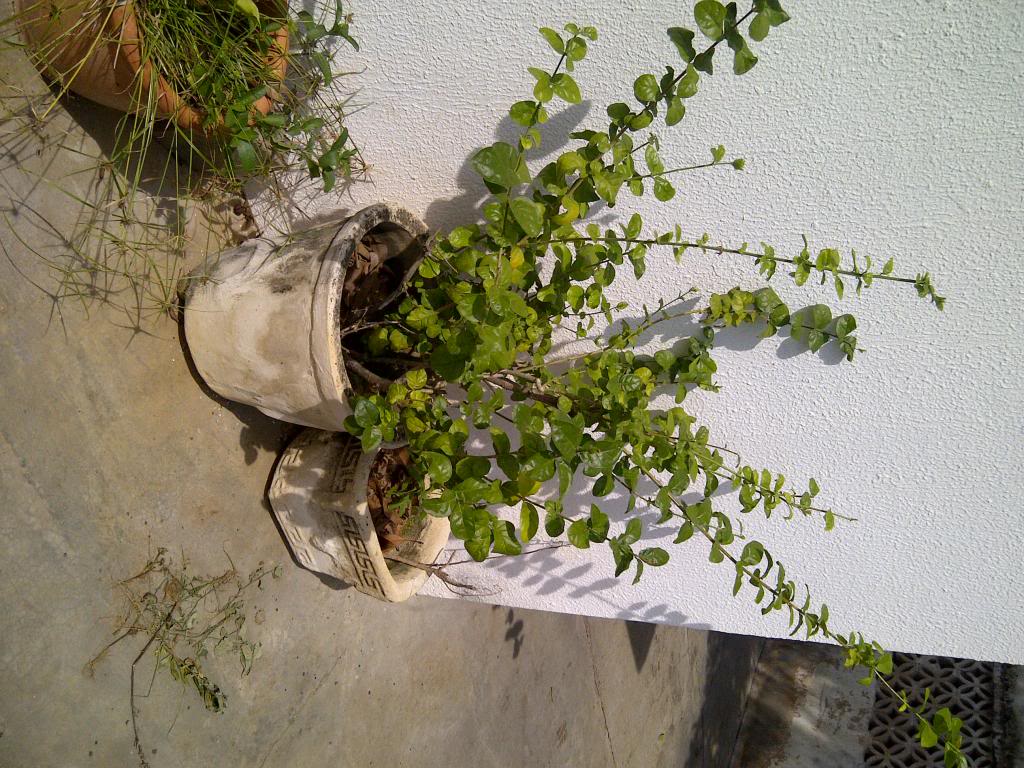 IMG-20130730-00147_zpsdef9fdf7.jpg