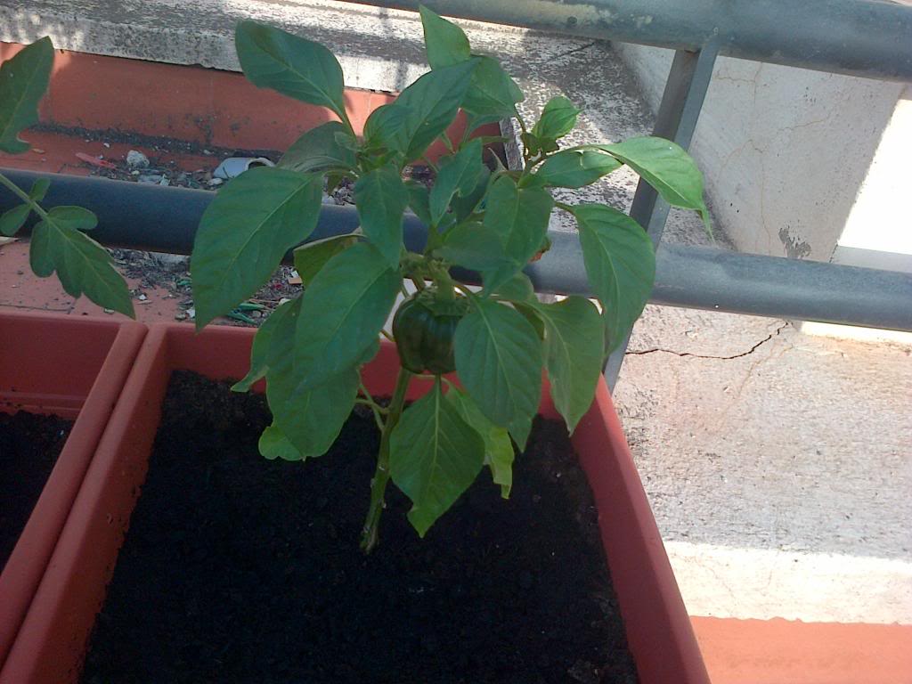 IMG-20130806-01087_zps40044977.jpg