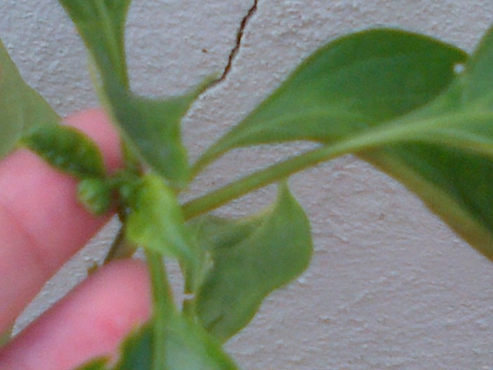 IMG-20130806-01094_zps85d2878c.jpg