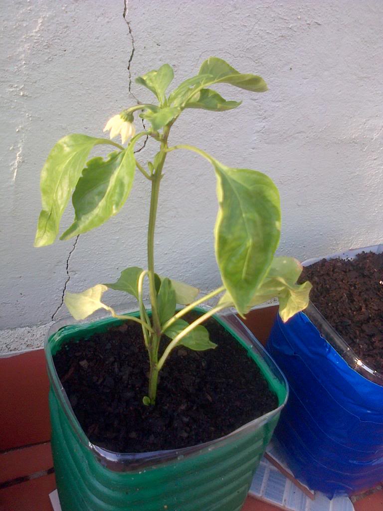 IMG-20130818-01144_zps16c22196.jpg