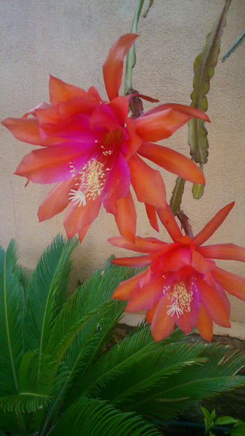 IMG-20150506-WA0224.jpe