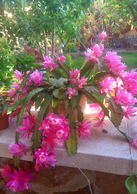 IMG-20150512-WA0017.jpe
