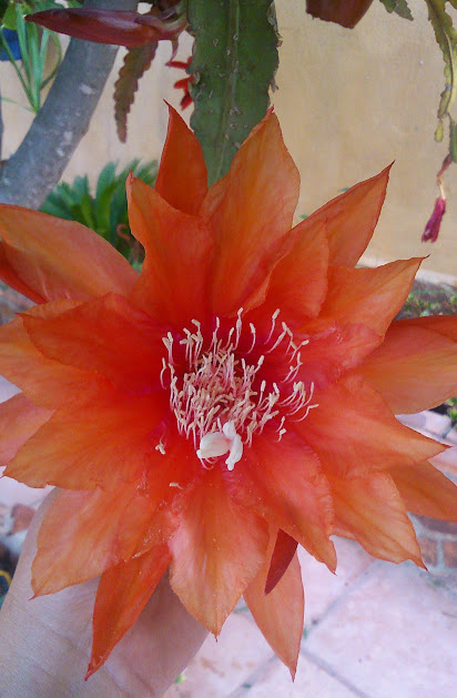 IMG-20150514-WA0032.jpe