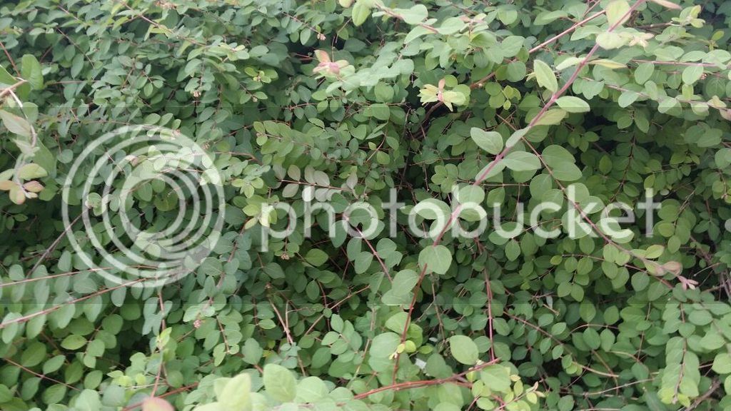 IMG-20150530-WA0005_zpsfjrntlfi.jpg