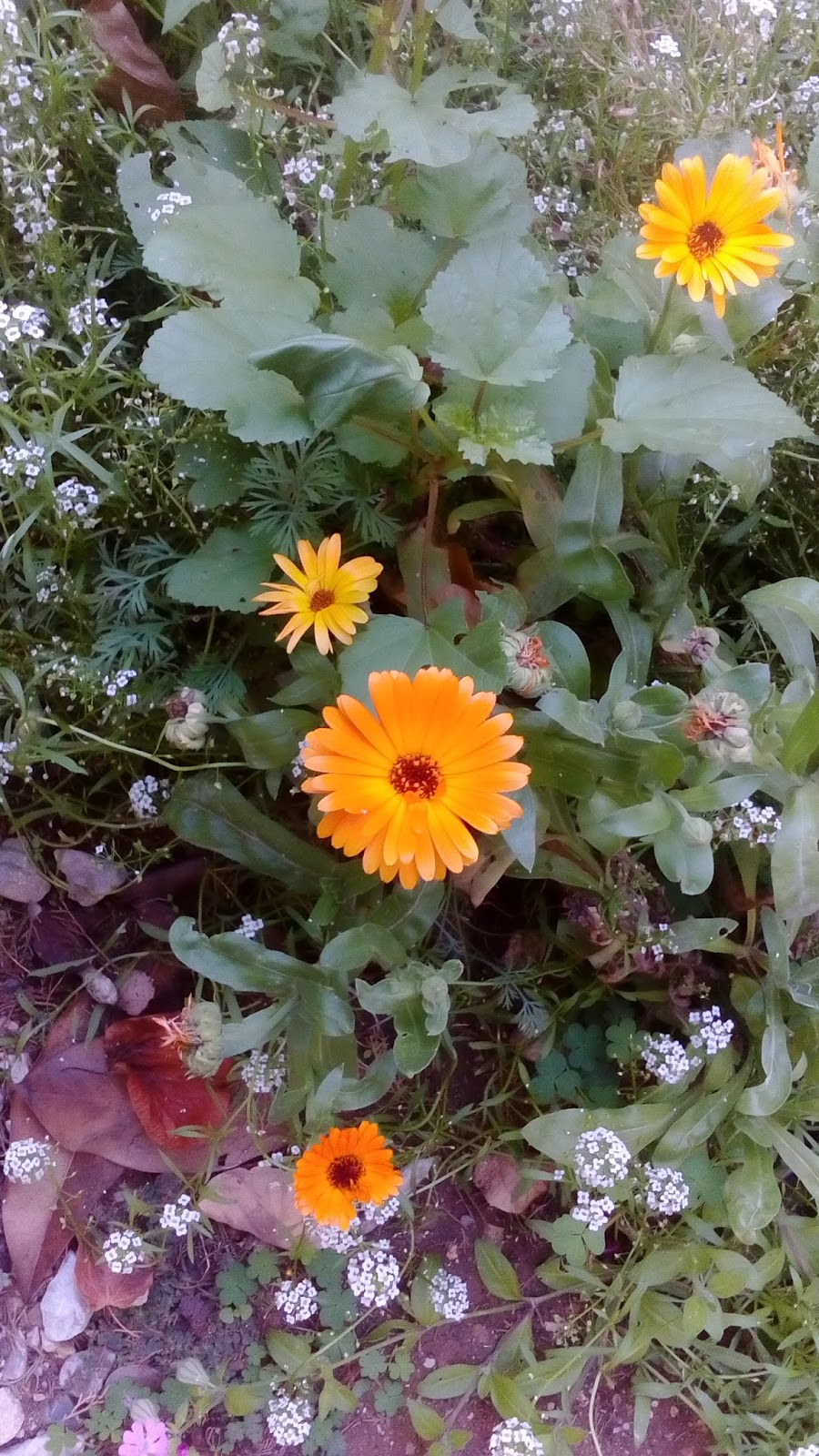 IMG-20151012-WA0008.jpe