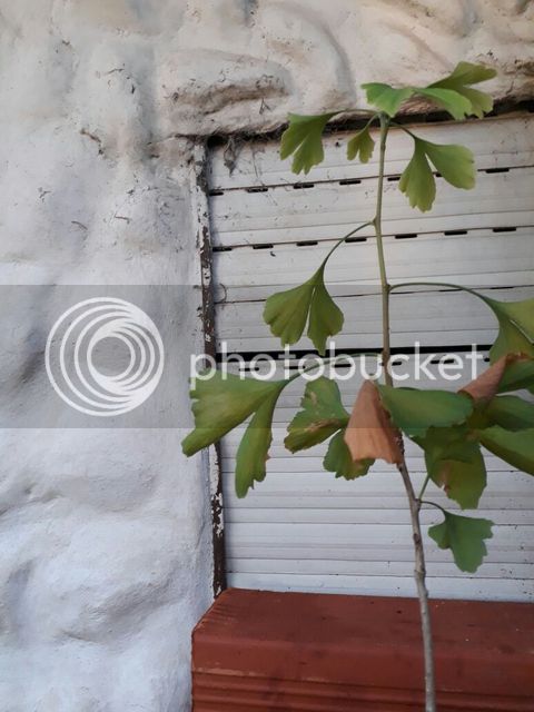 IMG-20170106-WA0032.jpg