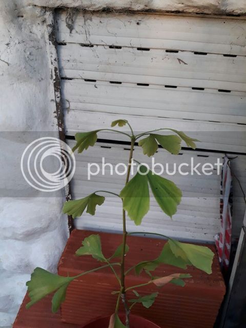 IMG-20170106-WA0034.jpg