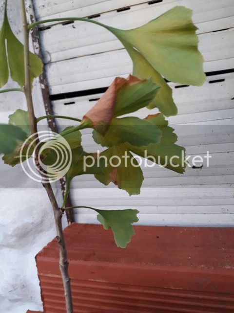 IMG-20170106-WA0037.jpg