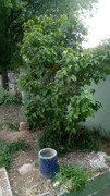 IMG-20180512-_WA0240.jpg