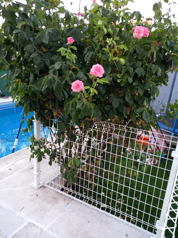 IMG-20180701-211244387.jpg