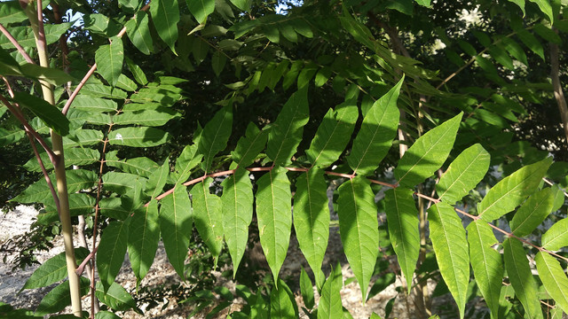 IMG-20180828-185132.jpg