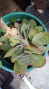 IMG-20181023-193131.jpg