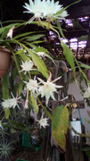 IMG-20181026-112621.jpg